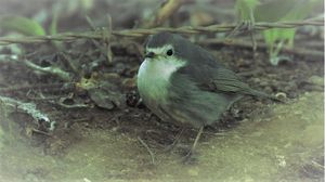 Image post by @rspb on Instagram