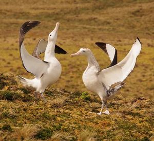 Image post by @rspb on Instagram
