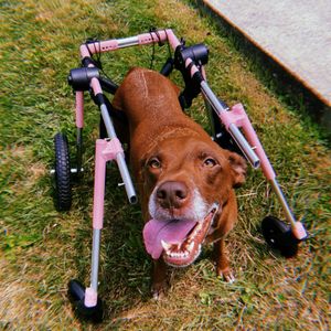 Image post by @walkinpets on Instagram