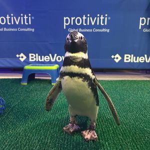 Image post by @protiviti on Instagram