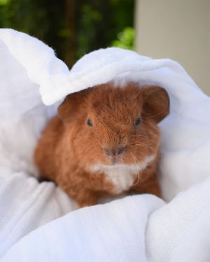 Image post by @animalplanet on Instagram