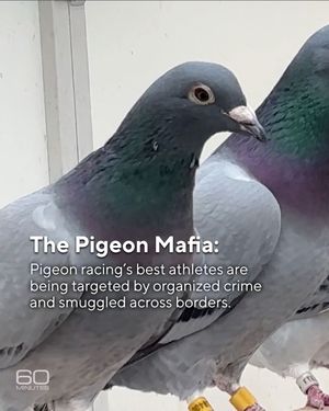 Video post by @60minutes on TikTok