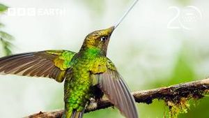 Video post by @bbcearth on YouTube
