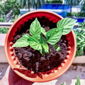 Image post by @dentsu on Instagram