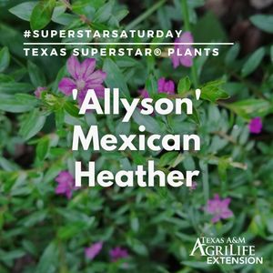 Image post by @txextension on Instagram