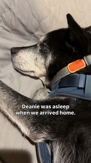 Video post by @pinkpigletpuppy on TikTok