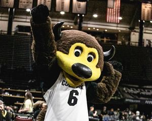 Image post by @chipthebuffalo on Instagram