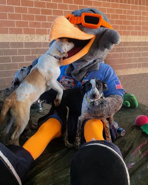 Image post by @aberdeenironbirds on Instagram