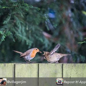 Image post by @rspb on Instagram