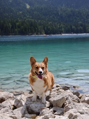 Image post by @ziggy_thecorg on Instagram