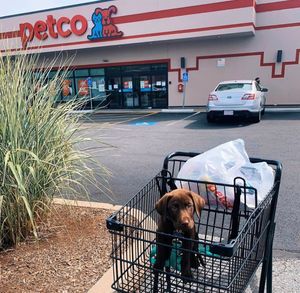 Image post by @petco on Instagram