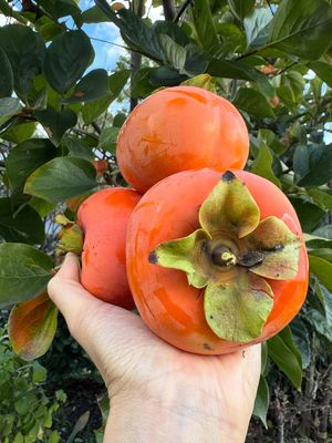 Image post by @cheninmotion on Instagram