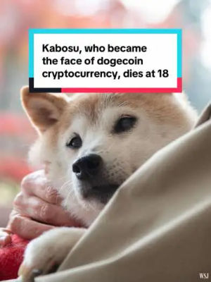 Image post by @wallstreetjournal on TikTok