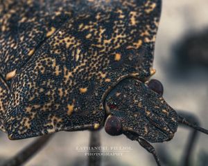 Image post by @Lathanuel Filliol Photography on Facebook