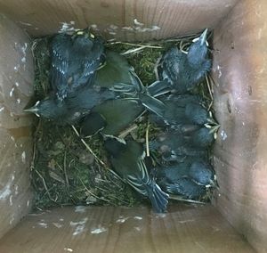 Image post by @rspb on Instagram