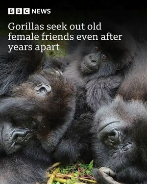 Image post by @bbcnews on Instagram