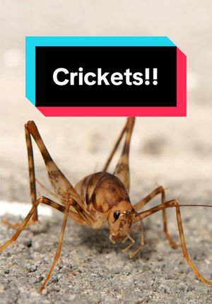 Video post by @bugbustersusa on TikTok