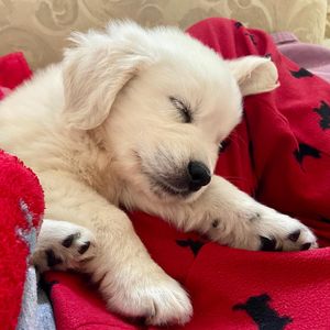 Image post by @pupcorntreats on Instagram