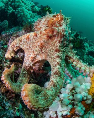 Image post by @sealegacy on Instagram