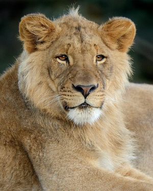 Image post by @sandiegozoo on Instagram