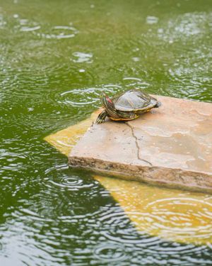 Image post by @utaustintx on Instagram