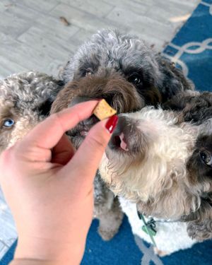 Image post by @charlee_bear_dogtreats on Instagram