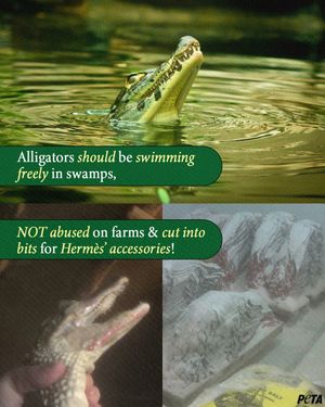 Image post by @peta on Instagram