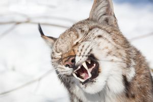 Image post by @AnimalPlanet on Twitter