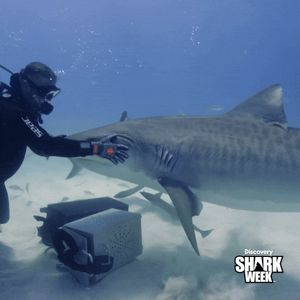 Video post by @SharkWeek on Twitter