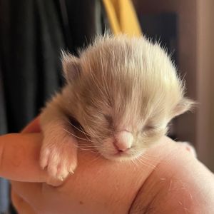 Image post by @brunrik.and.pyrene.ragdolls on Instagram