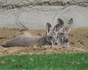 Image post by @detroitzoo on Instagram