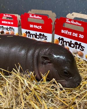 Image post by @thetorontozoo on Instagram