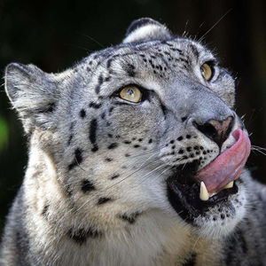 Image post by @sandiegozoo on Instagram