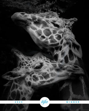 Image post by @tokyofotoawards on Instagram