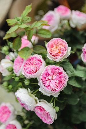 Image post by @rogersgardens on Instagram