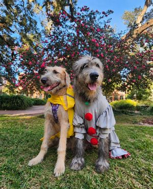 Image post by @thesavannahwolfhound on Instagram