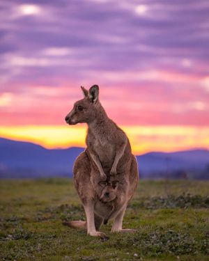 Image post by @visitmelbourne on Instagram