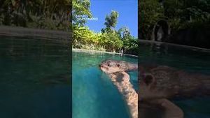 Video post by @dji on YouTube