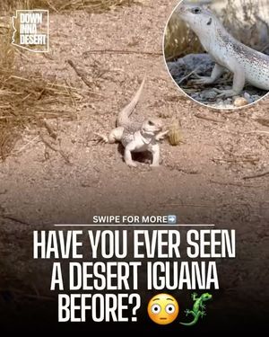 Image post by @downinnadesert on Instagram