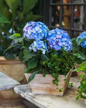 Image post by @rogersgardens on Instagram