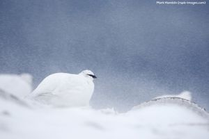 Image post by @rspb on Instagram