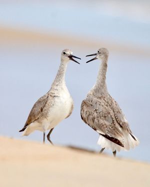 Image post by @hm_birds on Instagram
