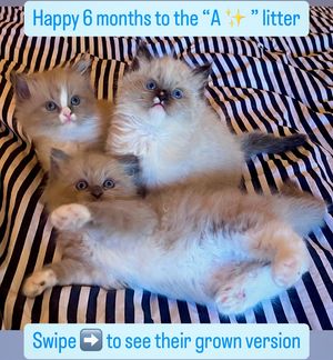 Image post by @brunrik.and.pyrene.ragdolls on Instagram