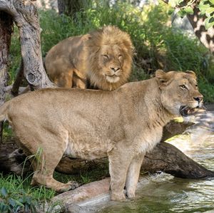 Image post by @sandiegozoo on Instagram