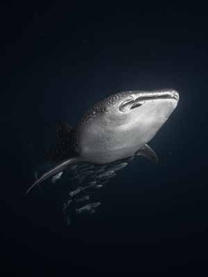 Image post by @discovery on Instagram