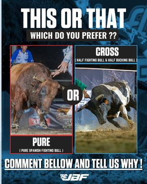 Image post by @ultimatebullfighters on Instagram