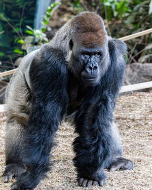 Image post by @thetorontozoo on Instagram