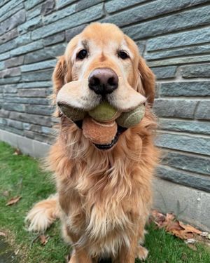 Image post by @weratedogs on Instagram