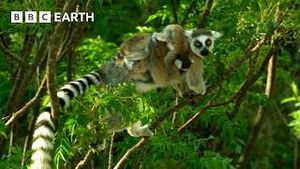 Video post by @bbcearth on YouTube