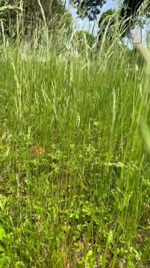 Video post by @greenworkscommercial on Facebook